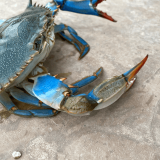 crab-trap
