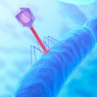 maryland-bacteriophage